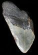 Bargain, Megalodon Tooth - North Carolina #47209-1